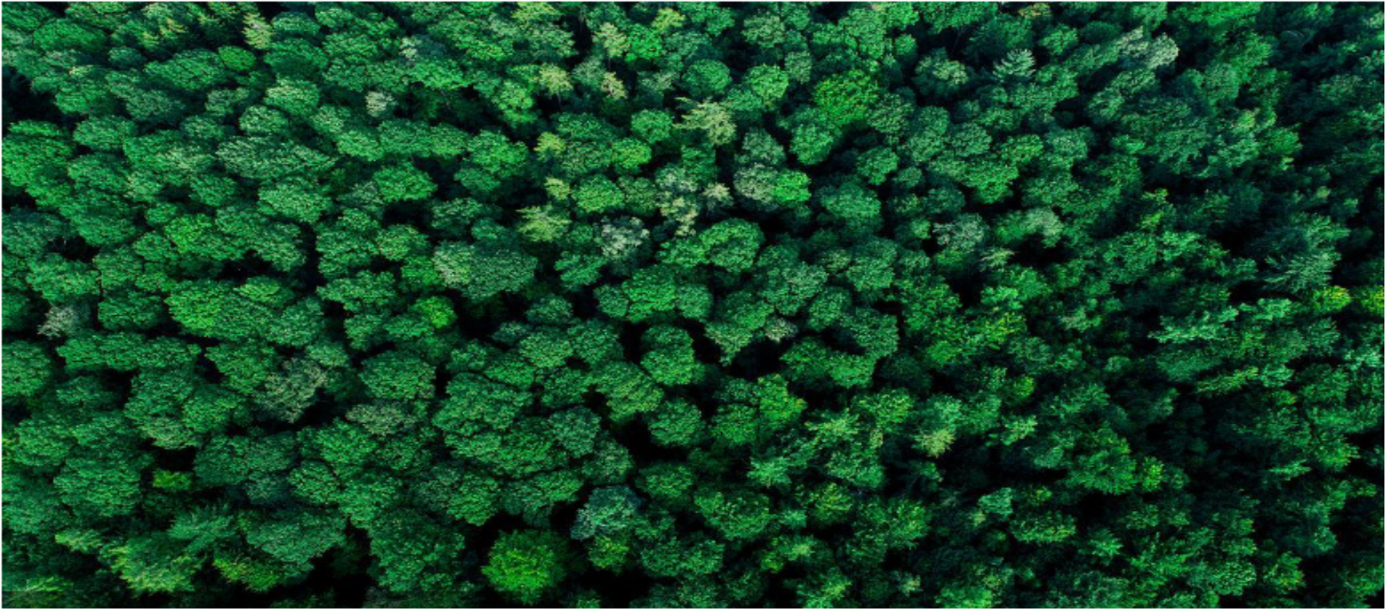 Tree Background